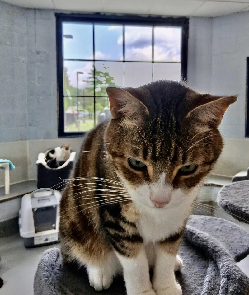 A young medium-sized male Tabby (Gray / Blue / Silver) American Shorthair cat named Akimbo for adoption in Yonkers, NY