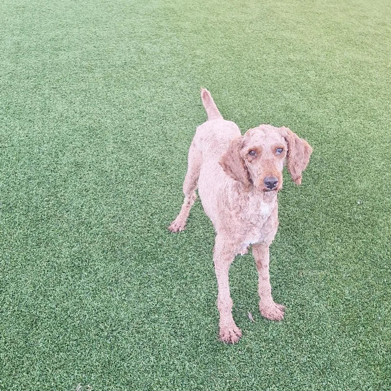 An adult medium-sized female Golden Retriever dog named Marmalade for adoption in LOXAHATCHEE, FL
