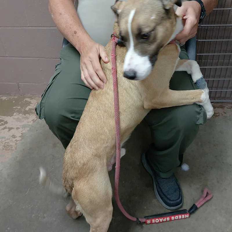 A young medium-sized male Labrador Retriever dog named 26-109 for adoption in Carrollton, OH