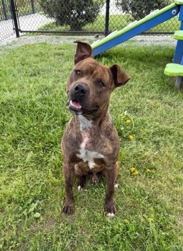 An adult large-sized male Bull Terrier dog named Mister for adoption in Lafayette, LA