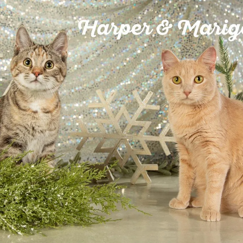 Marigold thumbnail 2