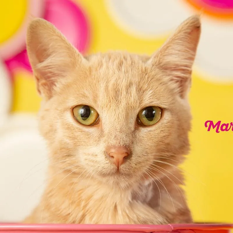 Marigold thumbnail 5