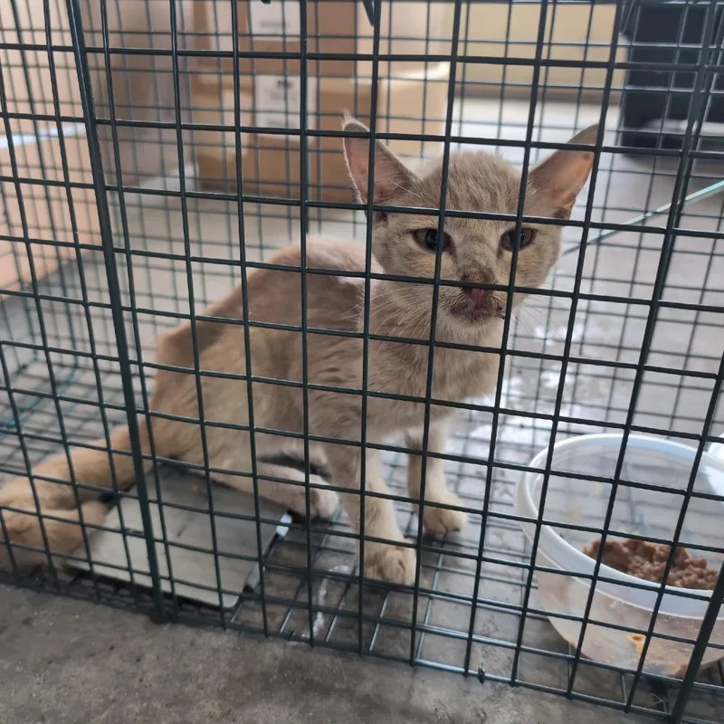 Marigold thumbnail 6