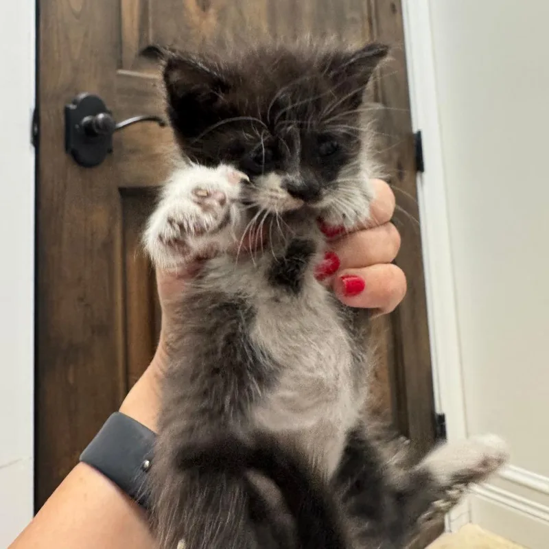 A baby small-sized male Black Domestic Short Hair cat named Tow Mater for adoption in Fort Lauderdale, FL
