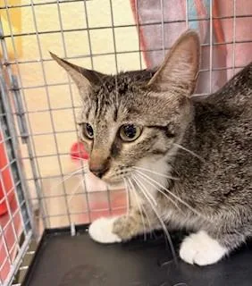A young small-sized female Domestic Short Hair cat named Betty for adoption in Fort Myers, FL
