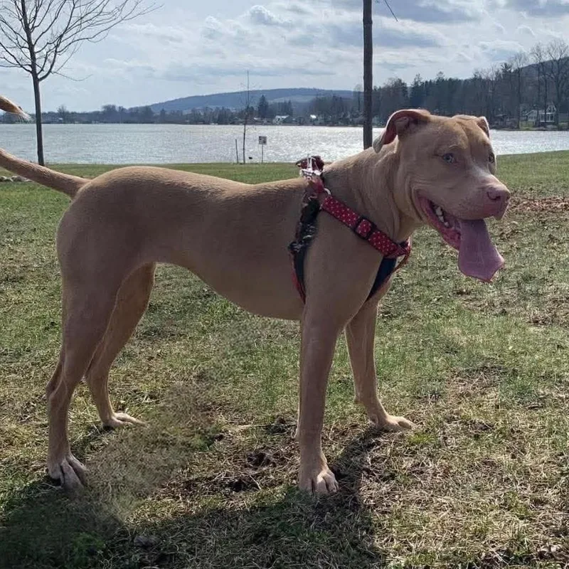 An adult large-sized female Yellow / Tan / Blond / Fawn Terrier dog named Priya for adoption in Syracuse, NY