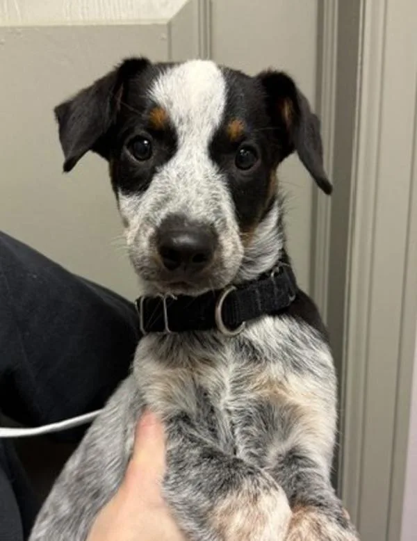 A baby medium-sized male Australian Cattle Dog / Blue Heeler dog named Texas Roadhouse for adoption in Littleton, CO