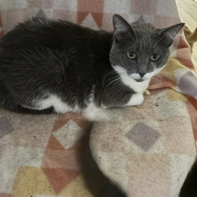 An adult medium-sized female Gray & White Domestic Short Hair cat named Rose for adoption in Palm City, FL