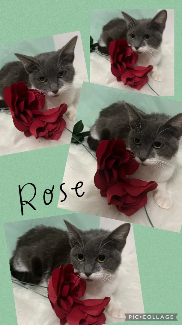 Rose thumbnail 2