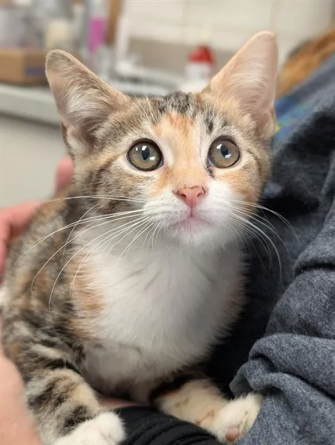 A baby small-sized female Domestic Short Hair cat named Harlequin for adoption in Canfield, OH