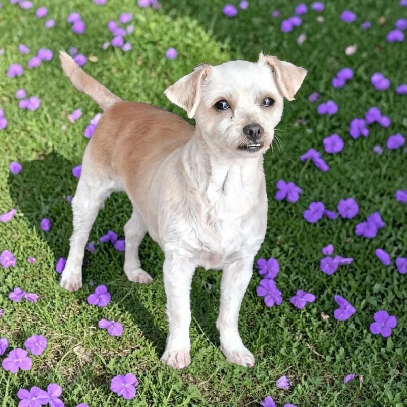 An adult small-sized female Apricot / Beige Terrier dog named Minnie for adoption in San Diego, CA