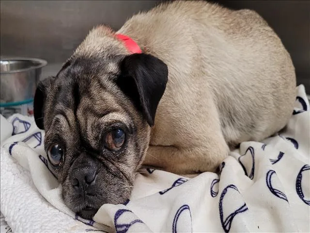 An adult small-sized female Pug dog named Sally for adoption in Los Angeles, CA