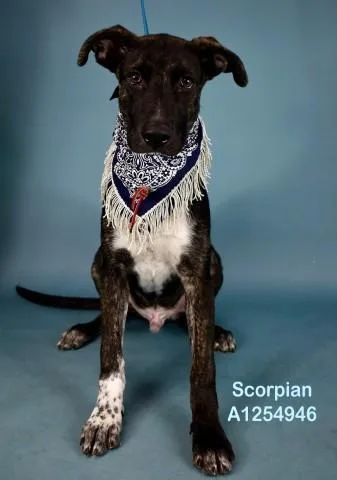 A baby small-sized male Terrier dog named Scorpion for adoption in Bakersfield, CA