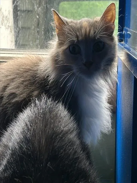 A senior small-sized female Domestic Medium Hair cat named Olaf for adoption in Westminster, MD