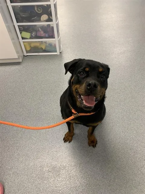 A young medium-sized female Rottweiler dog named Nala for adoption in Indianapolis, IN
