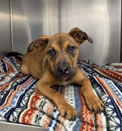 A young medium-sized female Terrier dog named Magenta for adoption in Gulfport, MS