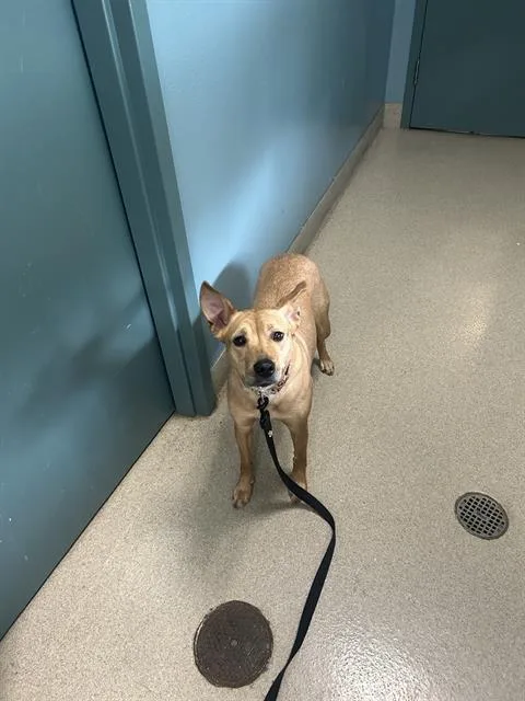 A young medium-sized female Mixed Breed dog named Skye for adoption in Newton, NC
