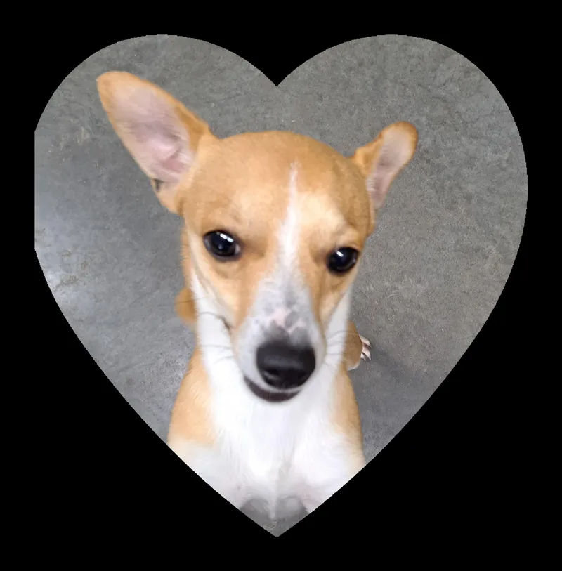 An adult small-sized male Apricot / Beige Chihuahua dog named Rusty for adoption in Lawrenceburg, KY