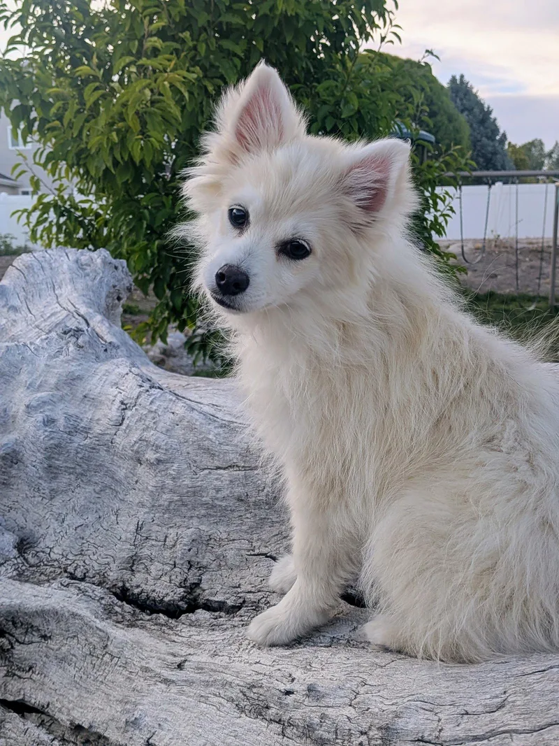 Marshmilo thumbnail 2