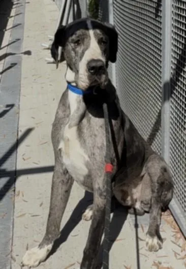 A young extra large-sized male Great Dane dog named Sir George for adoption in Los Angeles, CA