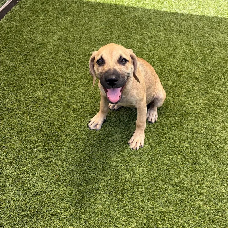Hazel