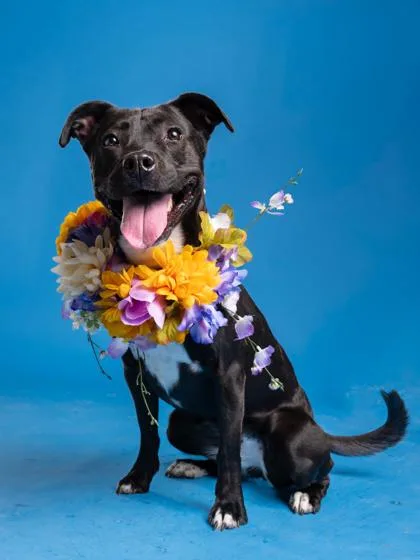 An adult medium-sized female Mixed Breed dog named Coco Nibbles for adoption in Atlanta, GA