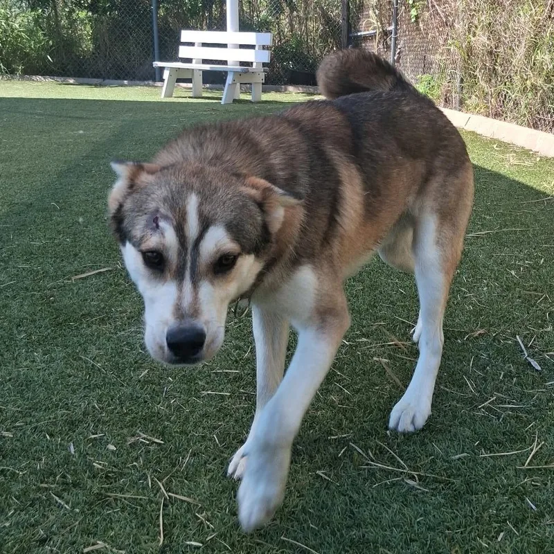 Silverado thumbnail 2