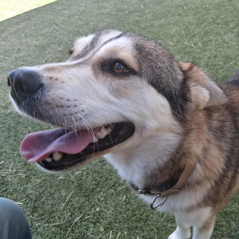 Silverado thumbnail 4