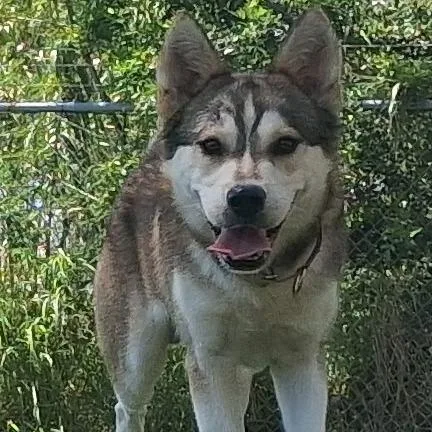 Silverado thumbnail 6