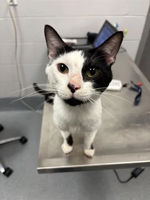 An adult small-sized male Domestic Short Hair cat named Zach for adoption in Indianapolis, IN