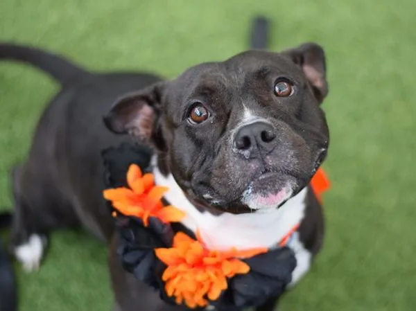 An adult medium-sized female Mixed Breed dog named Noir for adoption in Ridgewood, NY