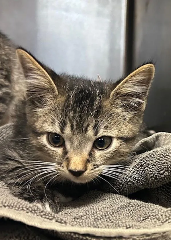 A baby small-sized male Domestic Short Hair cat named Dubscorp for adoption in Oceanside, CA