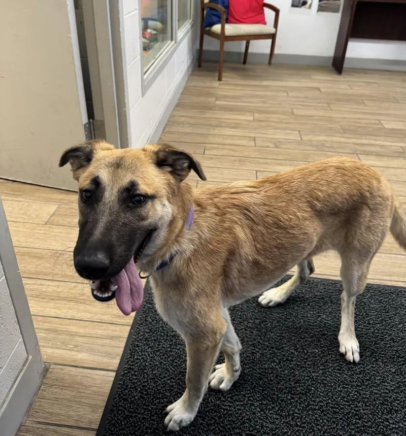 A young medium-sized female German Shepherd Dog dog named Violet for adoption in Rowlett, TX