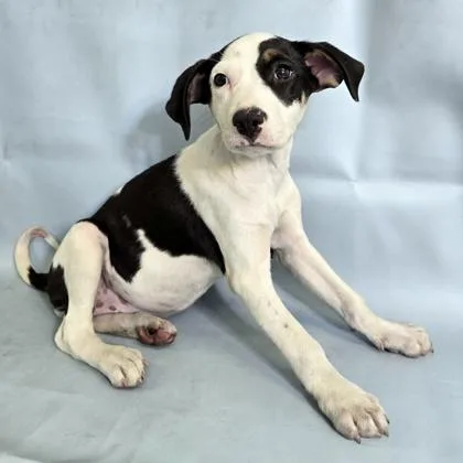 A baby large-sized female Collie dog named Gigi for adoption in Morton Grove, IL