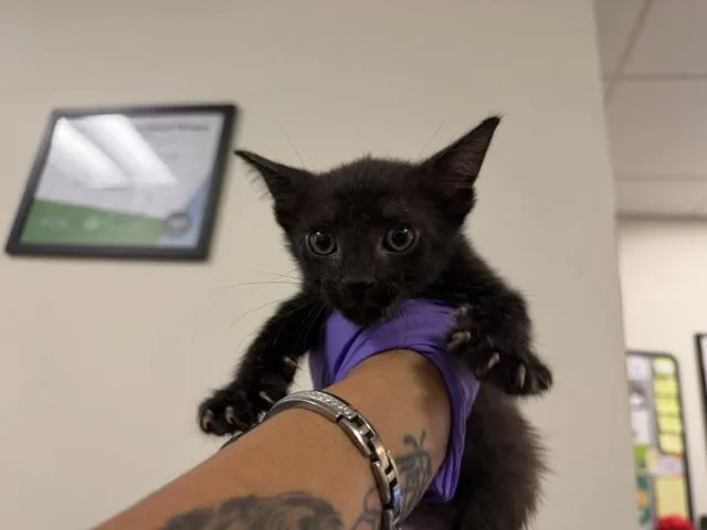 A baby small-sized male Domestic Short Hair cat named Joe for adoption in Miami, FL