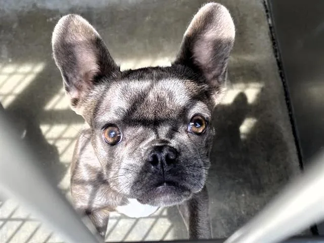A young small-sized female French Bulldog dog named Panini for adoption in Tustin, CA