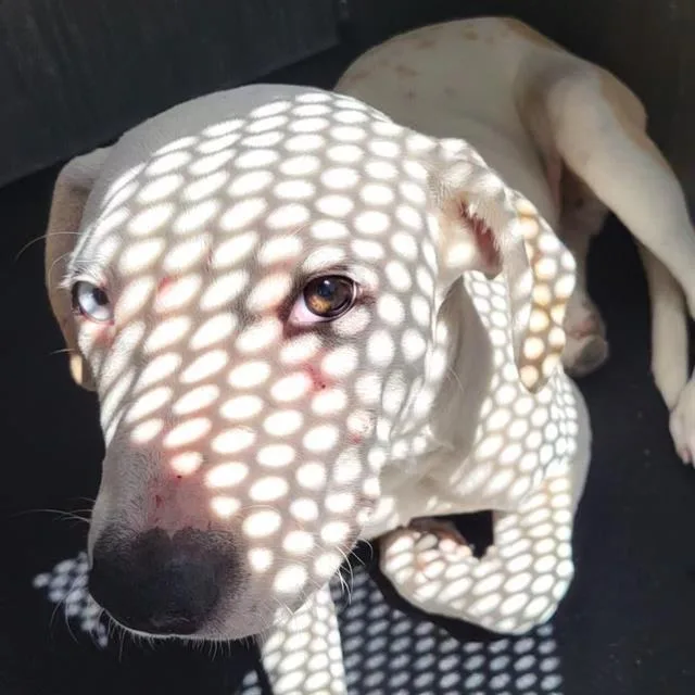A young medium-sized male American Staffordshire Terrier dog named Puppy for adoption in San Antonio, TX