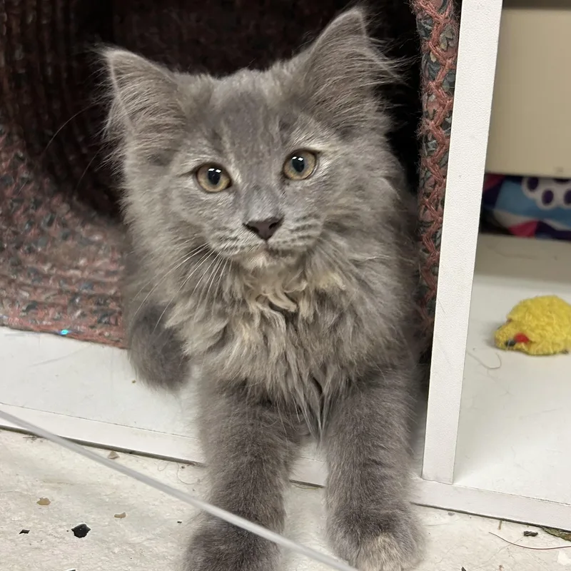 A baby medium-sized female Domestic Long Hair cat named Boop for adoption in Warwick, RI
