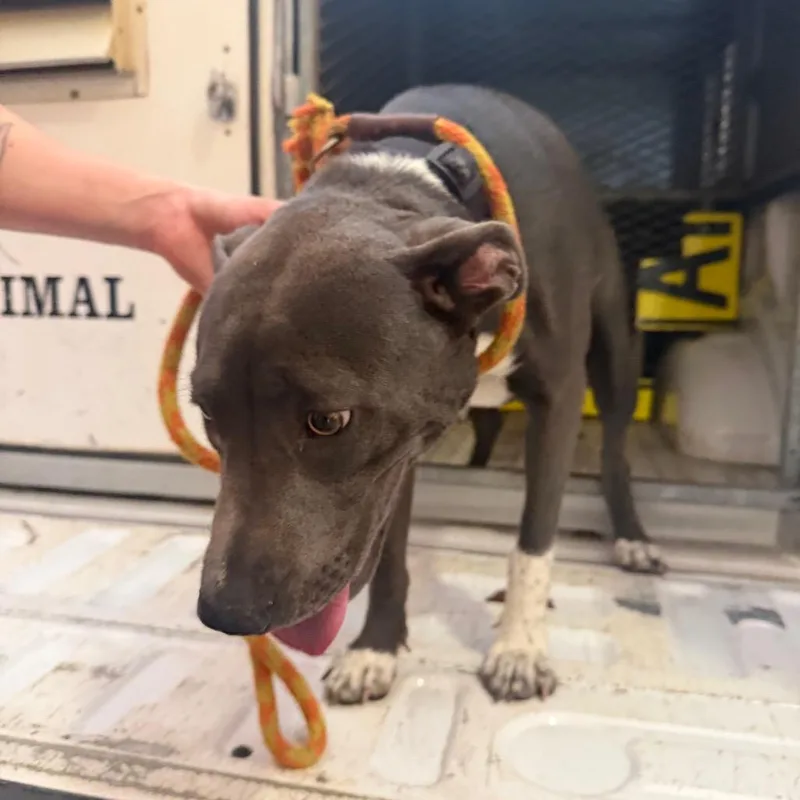 A young medium-sized female Gray / Blue / Silver Pit Bull Terrier dog named Blue for adoption in Birmingham, AL