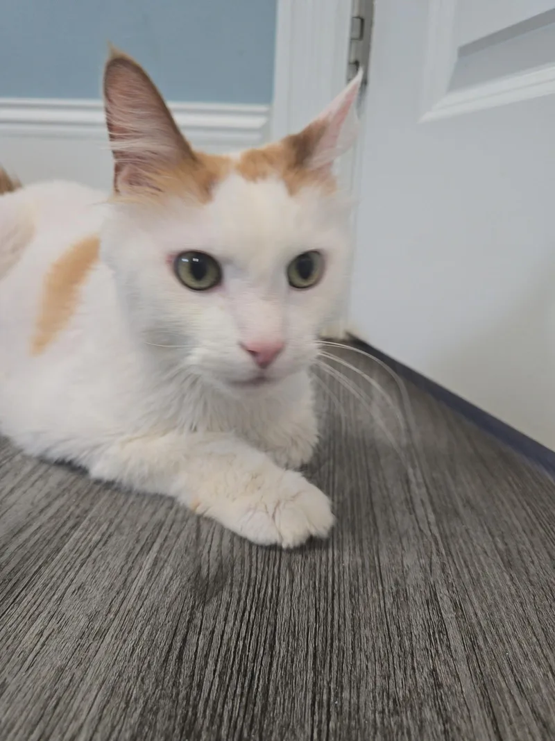 A senior medium-sized male Orange & White Domestic Long Hair cat named Robbins for adoption in Cedars, PA