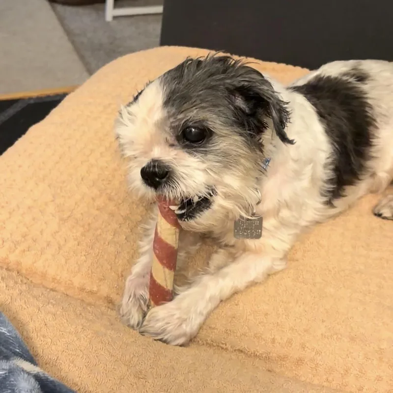 A senior small-sized male White / Cream Shih Tzu dog named Bruce for adoption in Rensselaer, NY