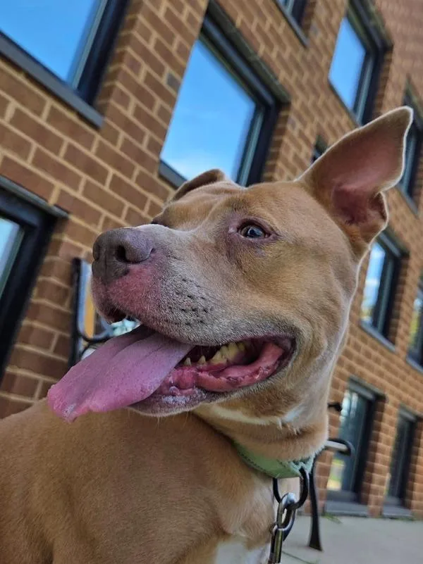 An adult medium-sized female Pit Bull Terrier dog named Callie for adoption in Millersville, MD