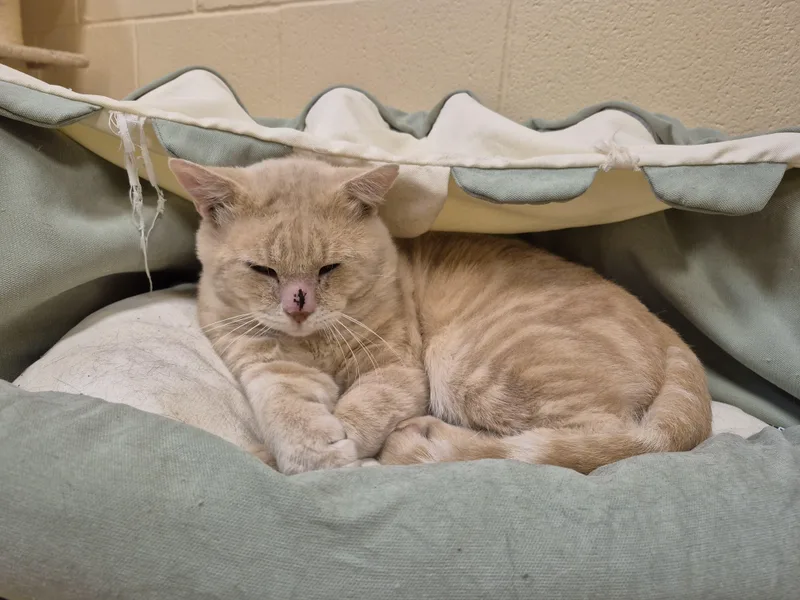An adult medium-sized male Domestic Short Hair cat named Maynard for adoption in Schertz, TX