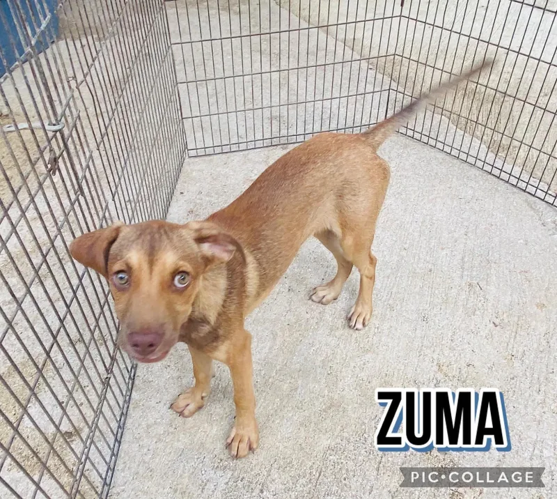 A young small-sized female Labrador Retriever dog named Zuma for adoption in Villalba, PR
