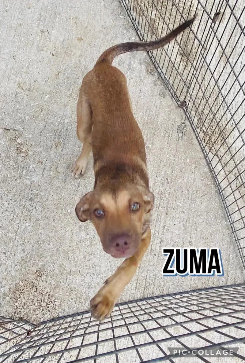 Zuma thumbnail 2