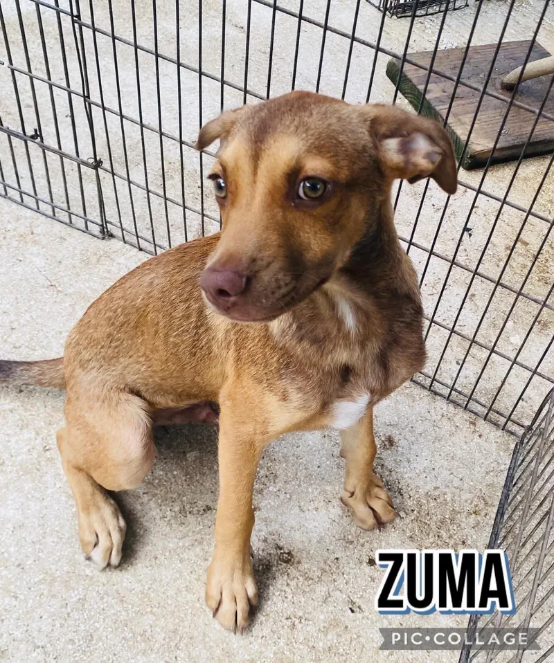 Zuma thumbnail 3
