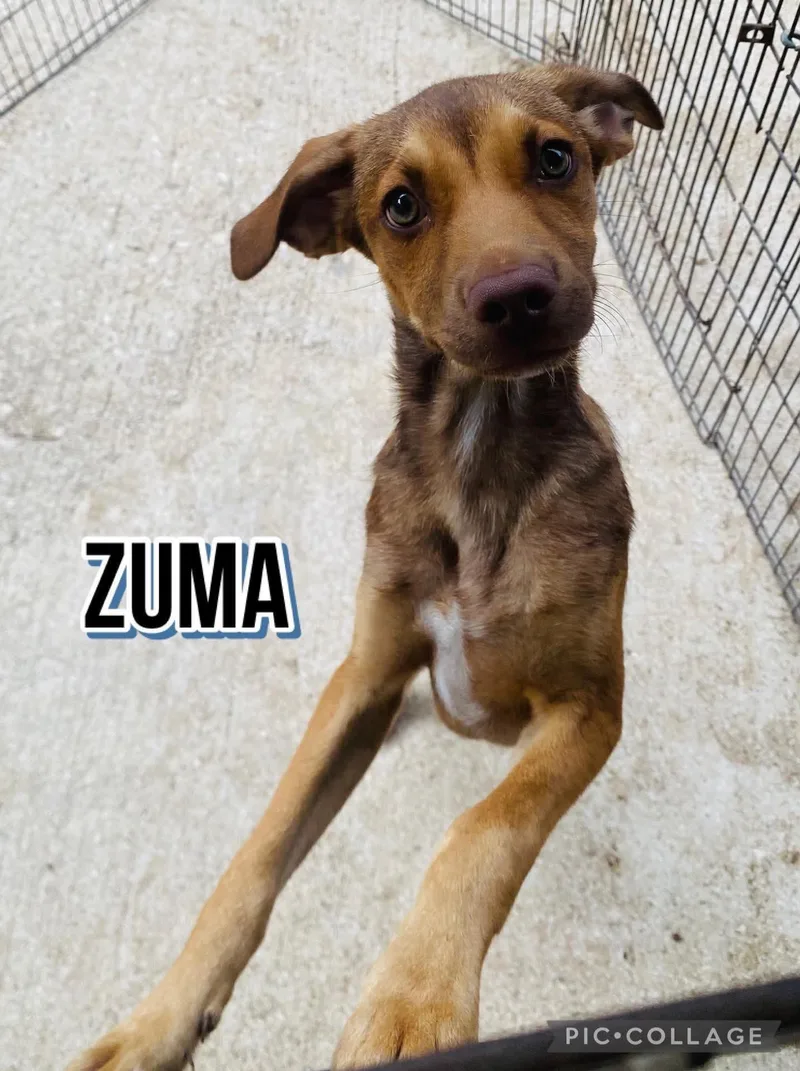 Zuma thumbnail 4
