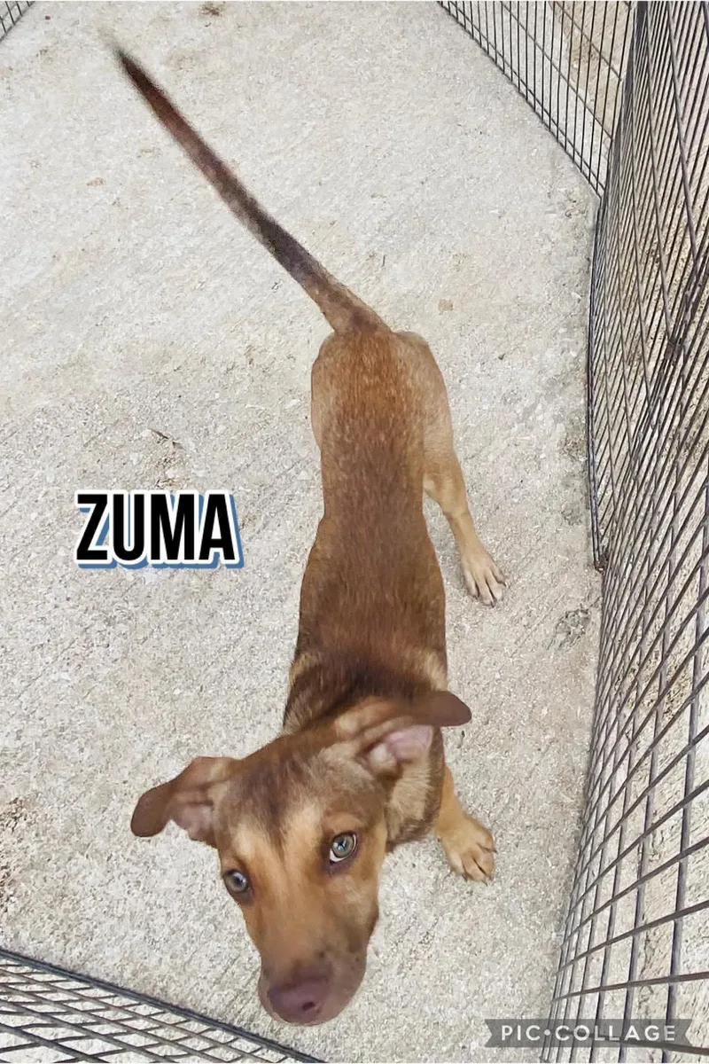 Zuma thumbnail 5