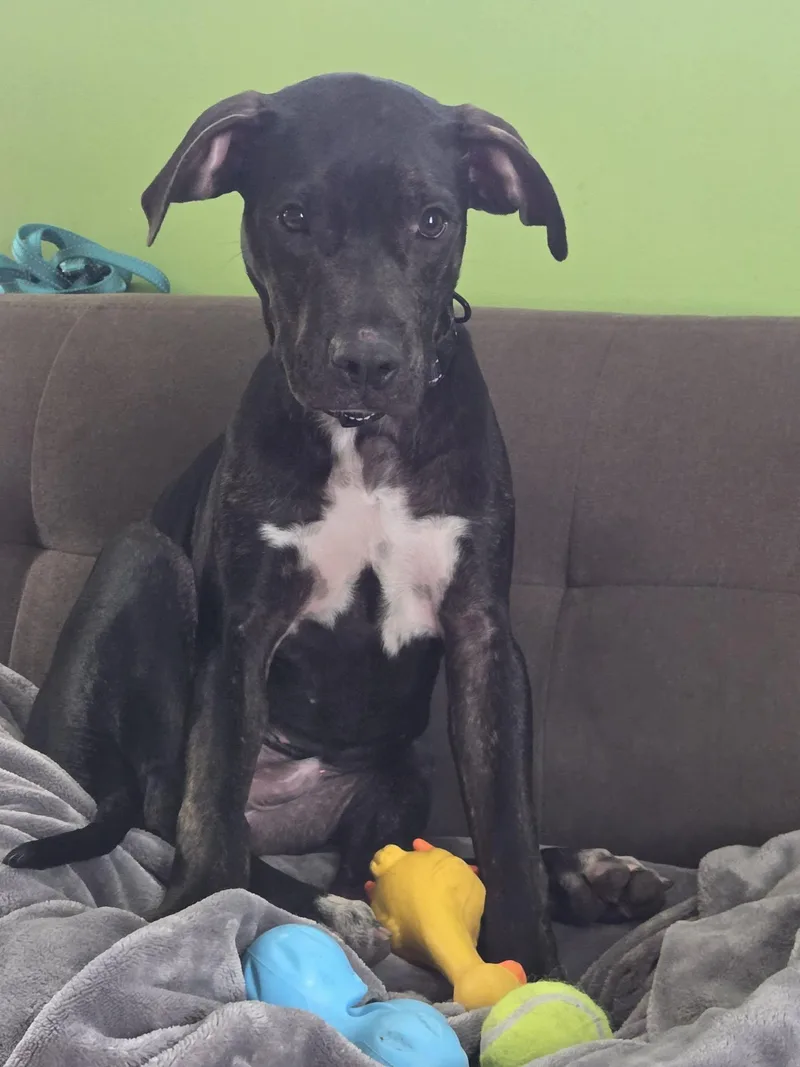 A young medium-sized male Brindle Pit Bull Terrier dog named Bob for adoption in Minneapolis, MN