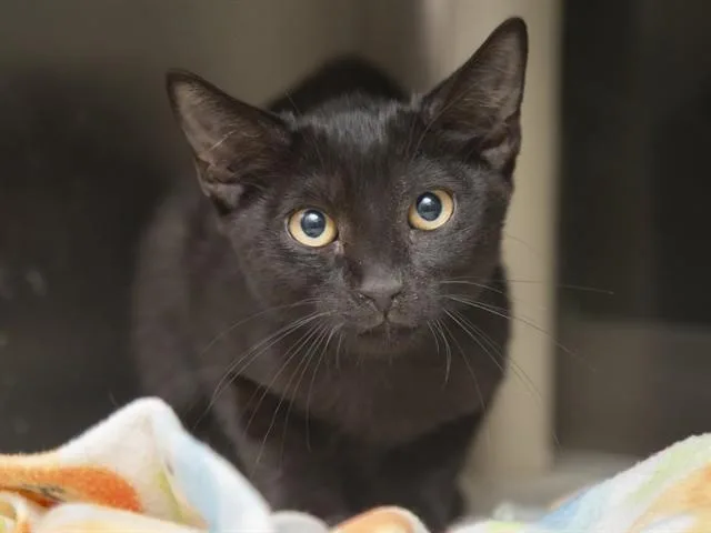 A baby small-sized male Domestic Short Hair cat named Vader for adoption in Phoenix, AZ